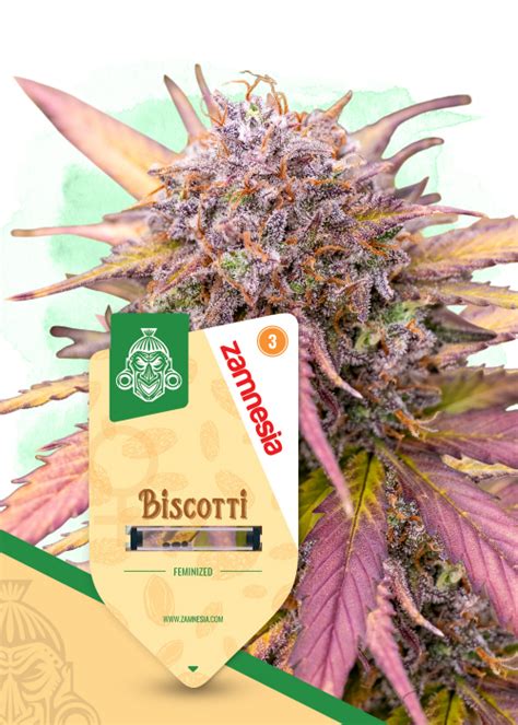 zamesia|Biscotti Strain Info / Biscotti Weed By Zamnesia。